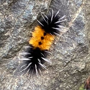 Meet your Posher, Sandy